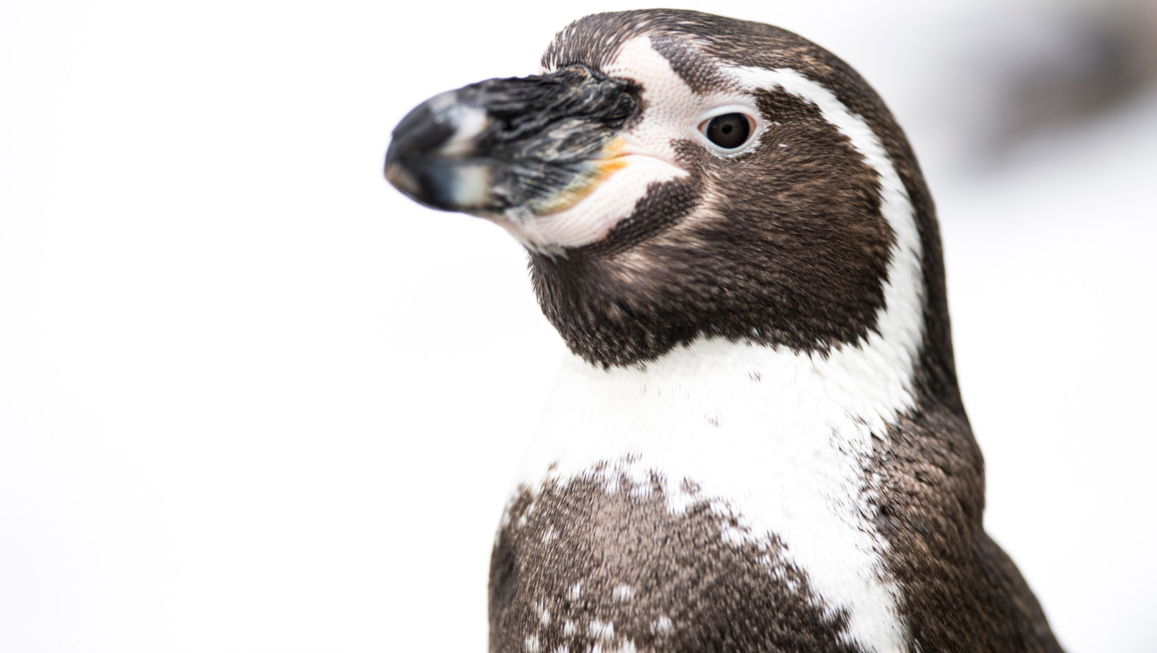 Tierpark Hellabrunn Humboldt Pinguin Winter