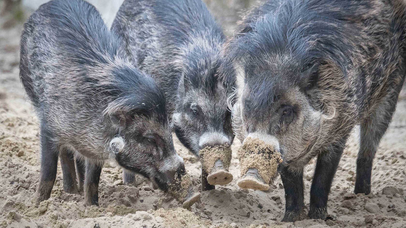 Visayas Pustelschweine Tierpark Hellabrunn