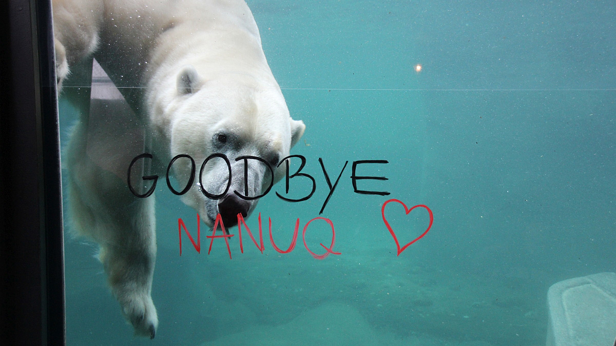 Eisbär Nanuq Erlebnis-Zoo Hannover