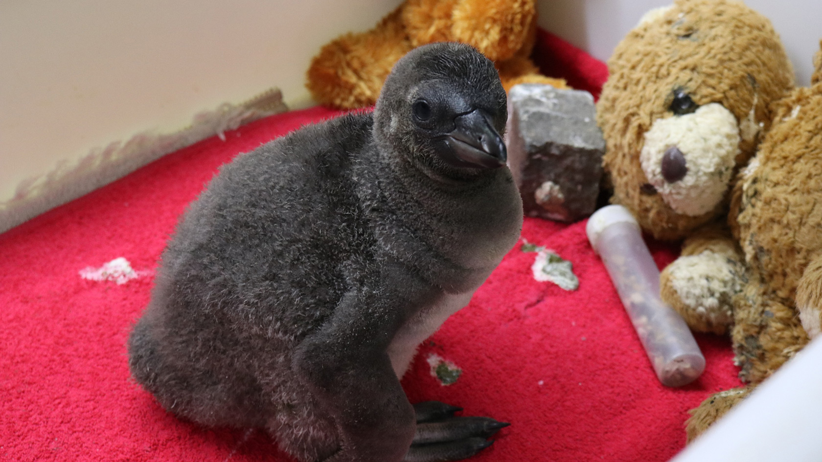 Zoo Osnabrück junger Pinguin Handaufzucht