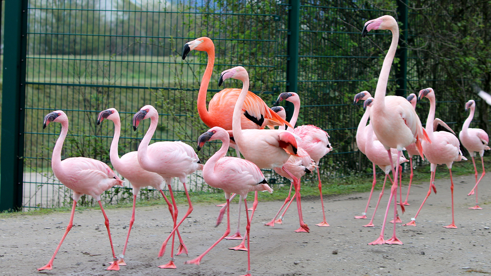 ZOOM Erlebniswelt Gelsenkirchen Flamingos