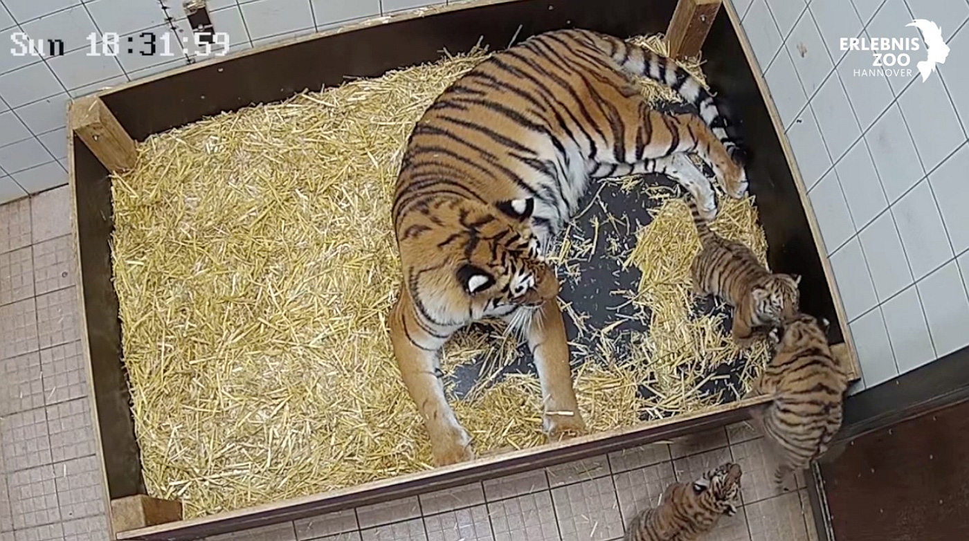 Erlebnis-Zoo Hannover Tiger-Drillinge mit Mutter in der Wurfbox