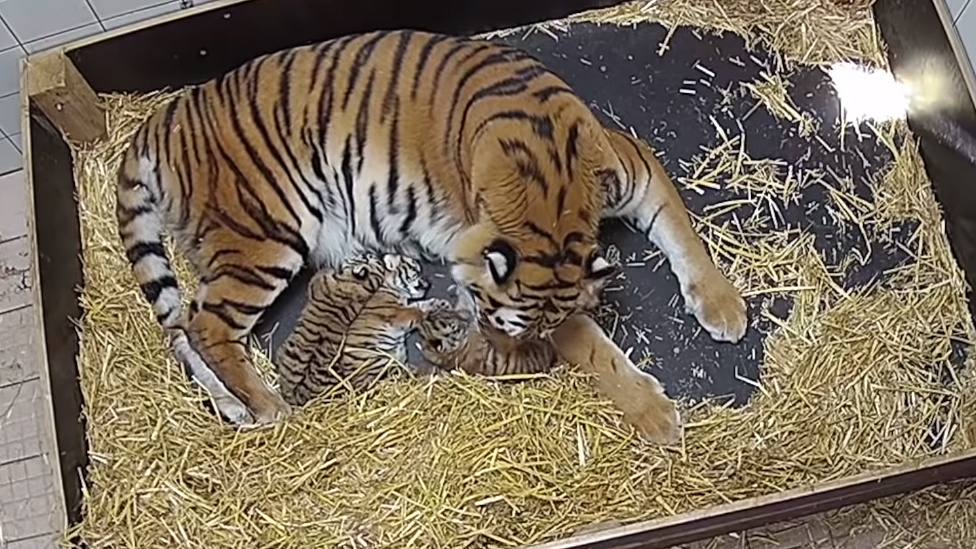 Erlebnis-Zoo Hannover Sibirische Tiger Drillinge