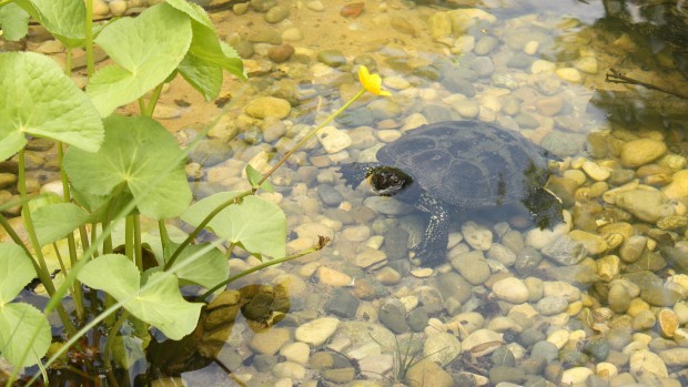 Tierpark Hellabrunn Sumpfschildkröten Teich