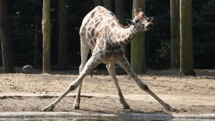 Rostocker Zooverein Giraffe