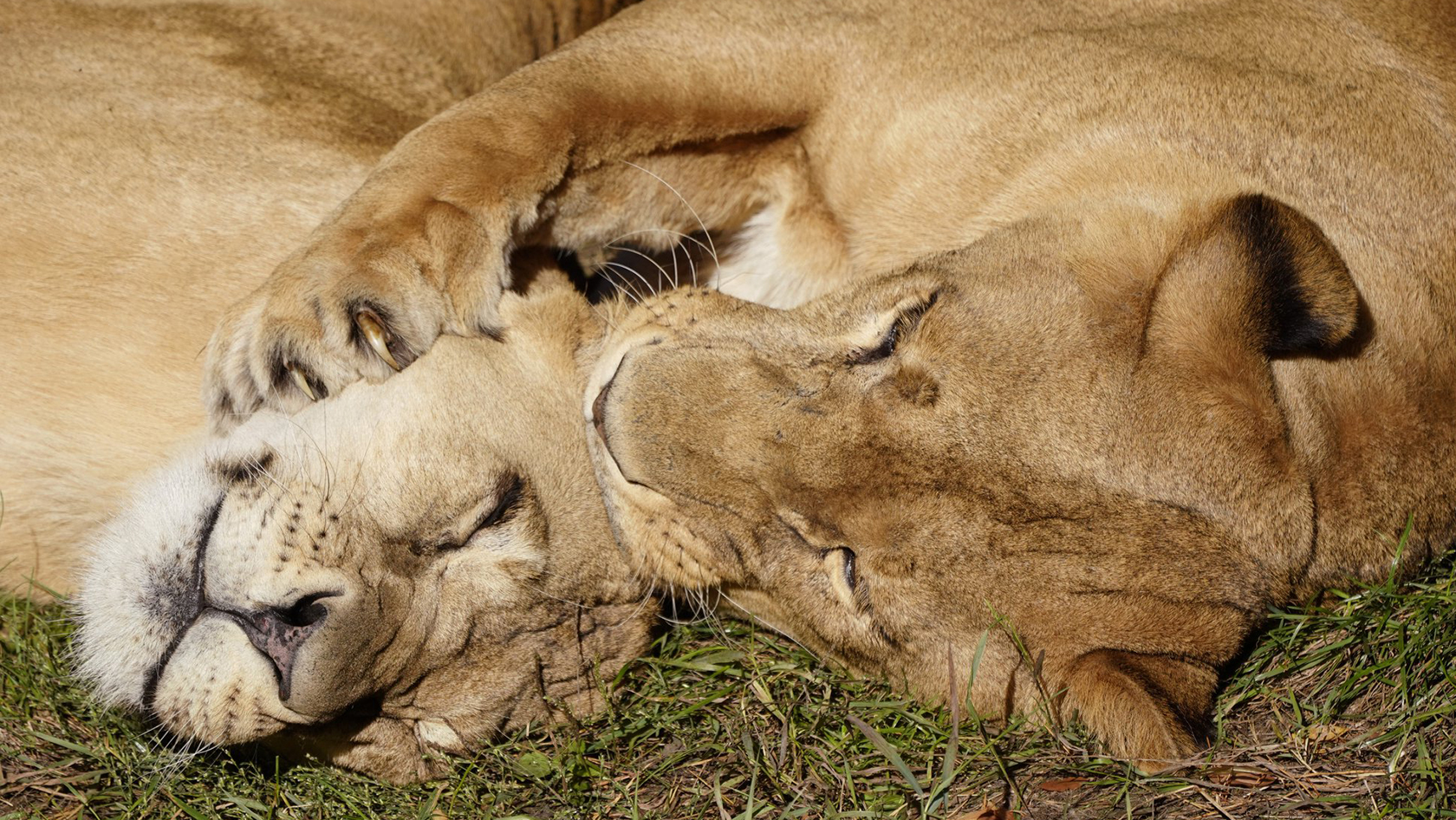 Serengeti-Park Löwen
