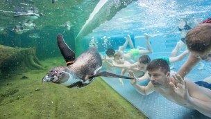Spreewelten Lübbenau Pinguin Unterwasser