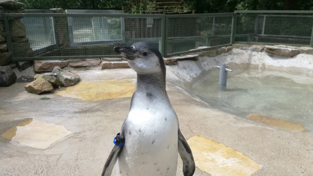 Zoo Osnabrück Pinguin Jimmy
