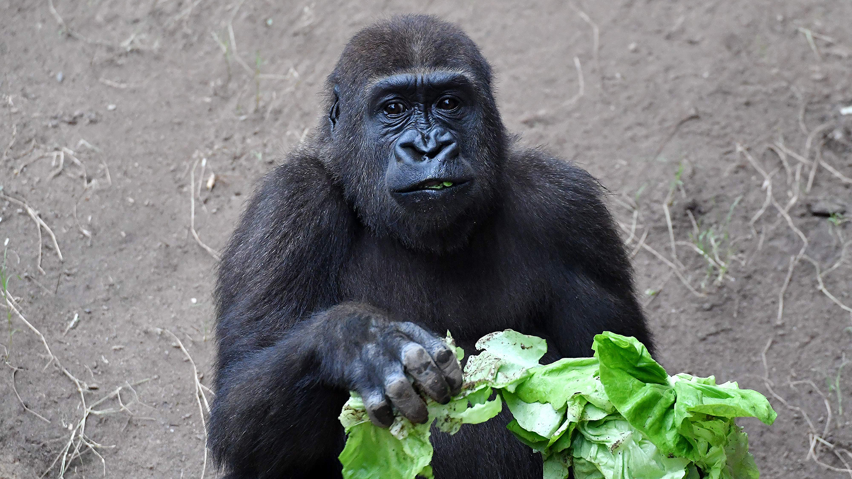Zoo Rostock Gorilla Kwame