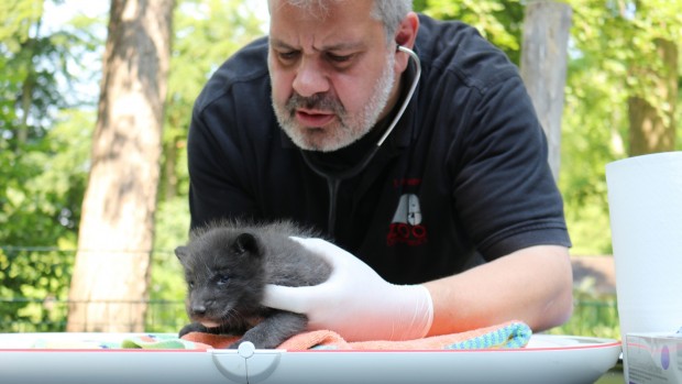 Zoo Osnabrück Polarfuchs Tierarzt