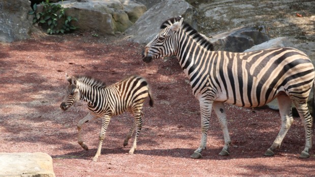 Zoo Osnabrück Zebra Jungtier