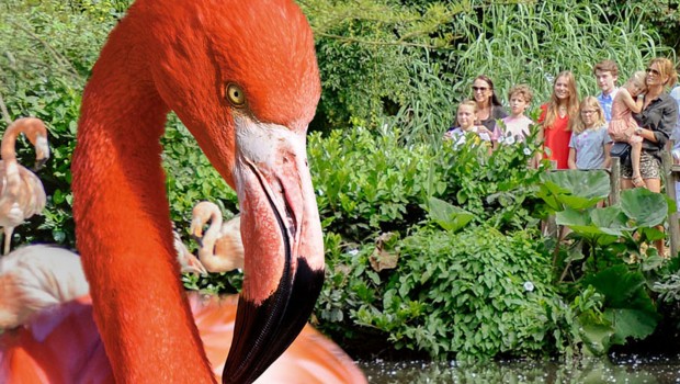 Avifauna Vogelpark Holland zum Sparpreis besuchen mit günstigen Online-Tickets