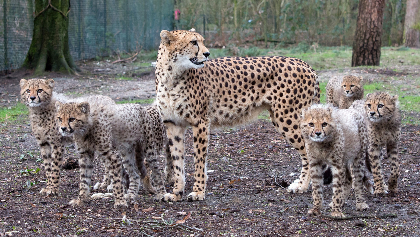 Geparden-Familie Arnheim Zoo