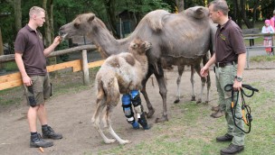 Kamel Orthese Tier- udn Freizeitpark Thüle