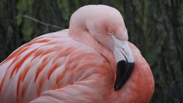Zoo Rostock Flamingo