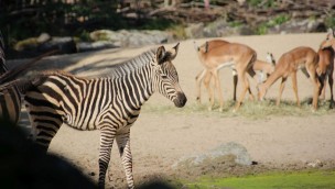 Erlebnis-Zoo Hannover Zebra Nachwuchs 2019