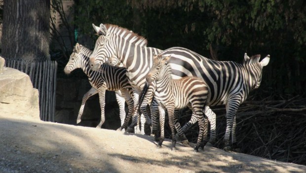 Erlebnis-Zoo Hannover Zebra Nachwuchs 2019
