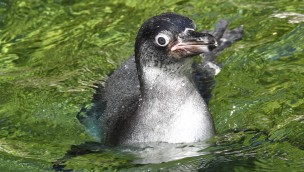 Zoo Rostock Pinguin-Küken 2019