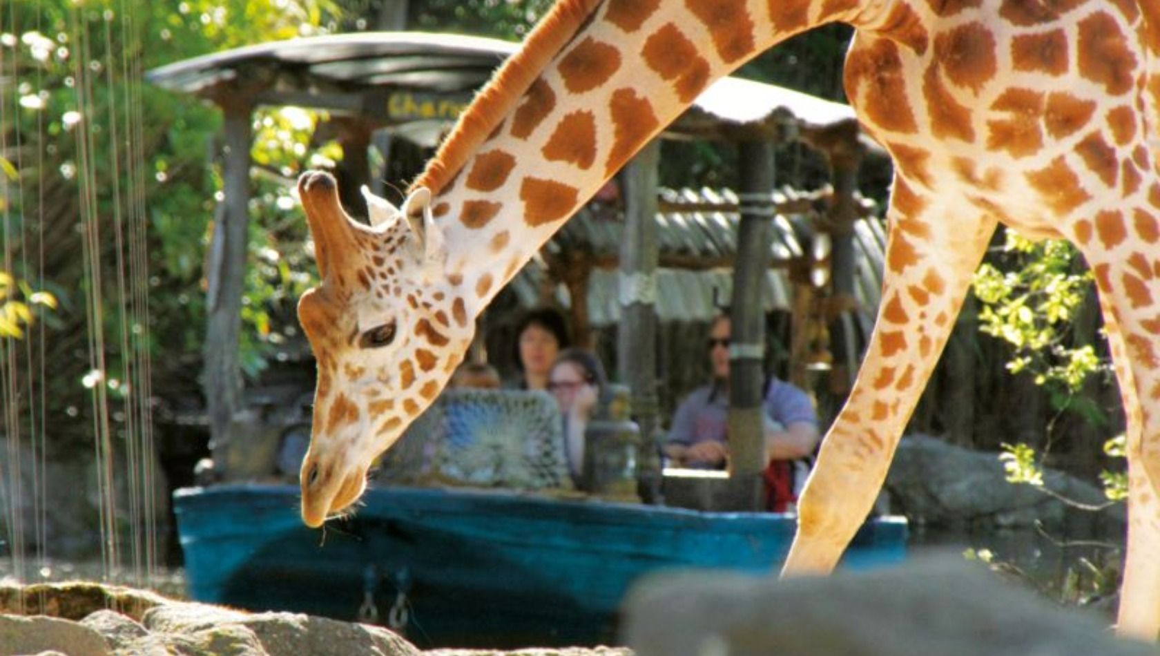Erlebnis-Zoo Hannover Sambesi Boot Giraffen