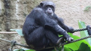 Tatu Schimpanse Zoo Osnabrück