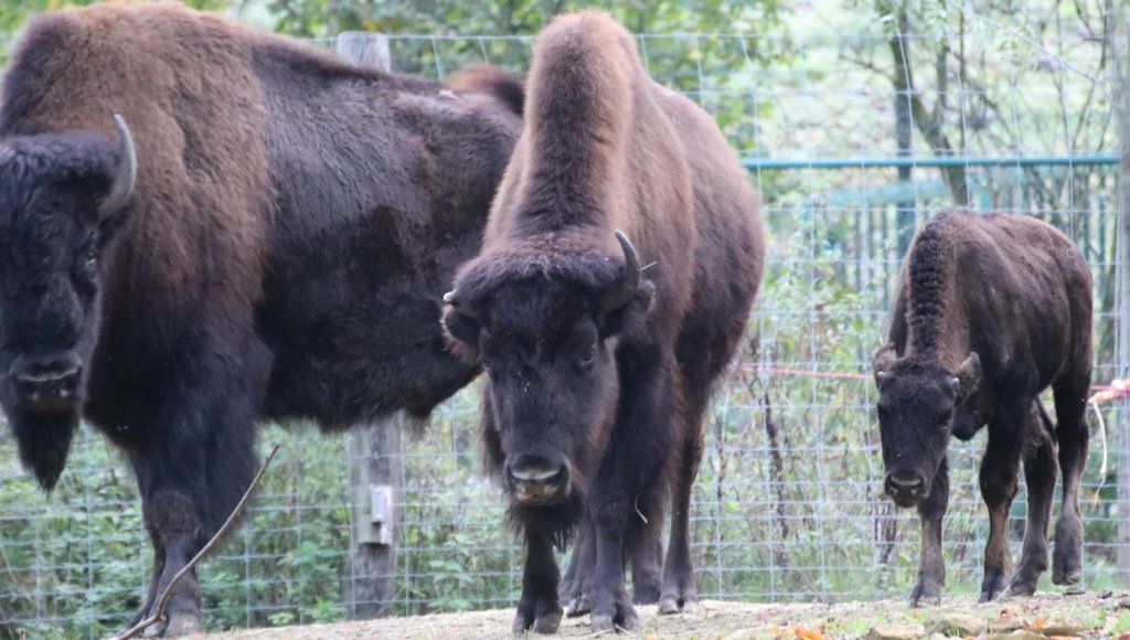 Zoo-Osnabrück-Bison
