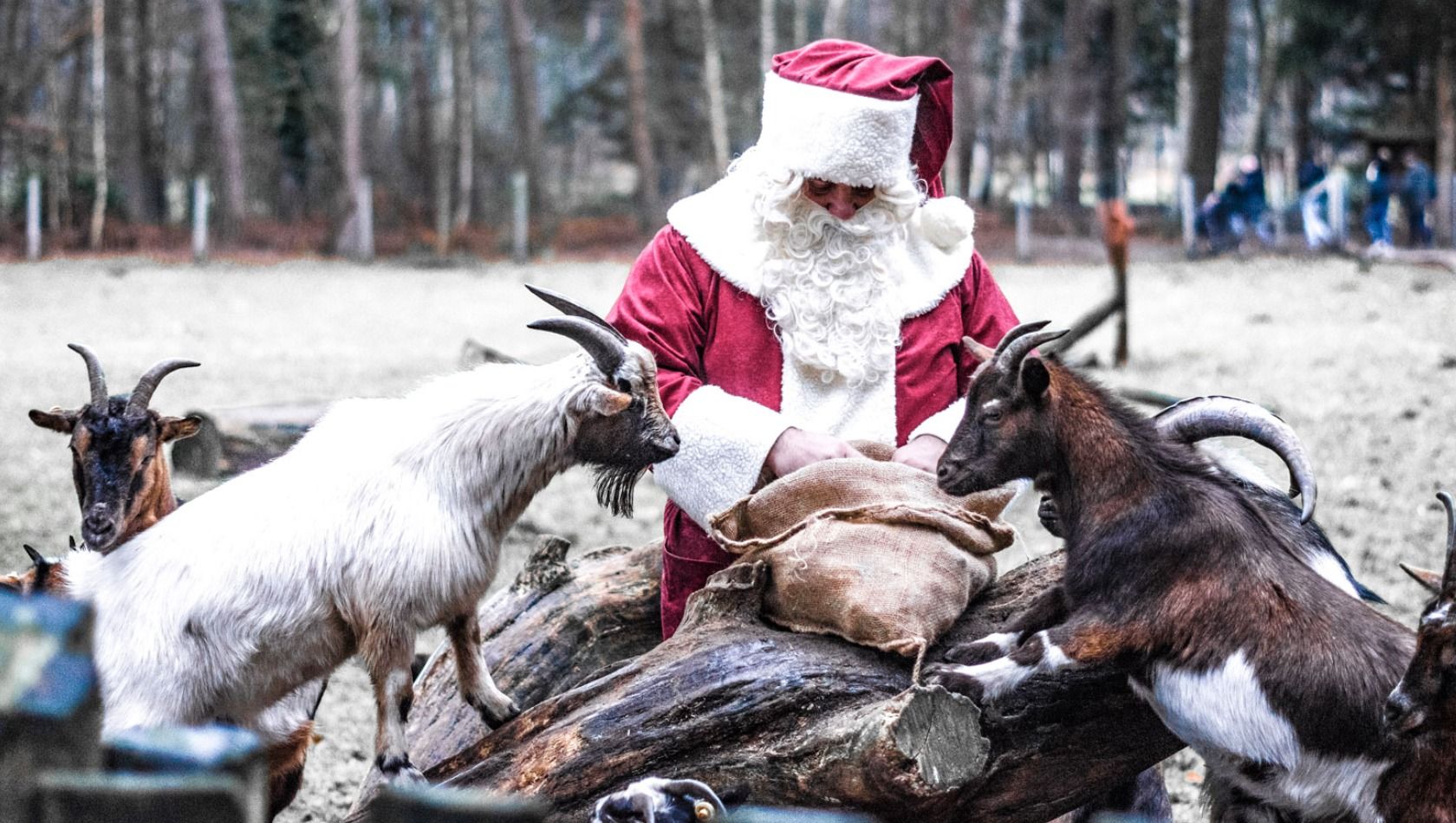 Wildpark Müden im Winter - Weihnachtsmann mit Ziegen