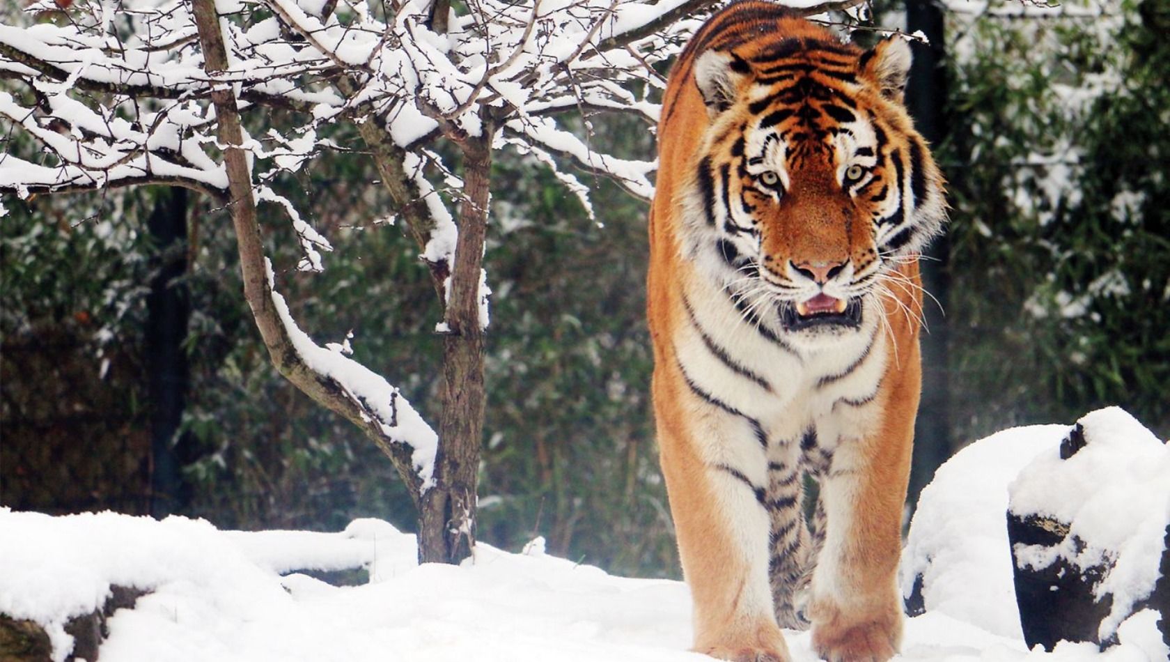 ZOOM Erlebniswelt Tiger WInter