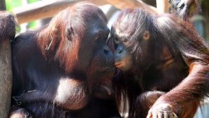 Zoo Rostock Orang-Utan Sunda Surya 2020