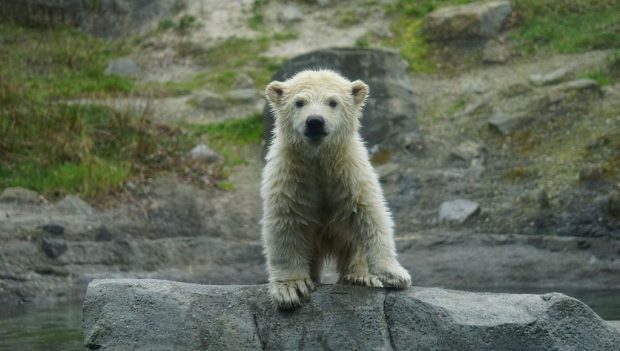 Erlebnis-Zoo Hannover Eisbär-Nachwuchs