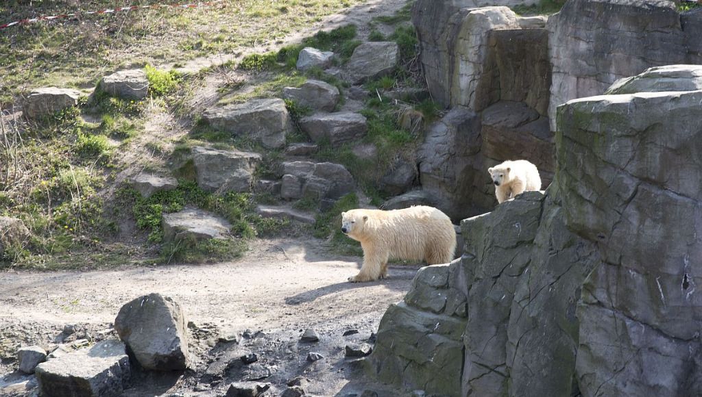Erlebnis-Zoo Hannover Eisbär-Nachwuchs
