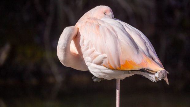 Tierpark Hellabrunn Flamingo