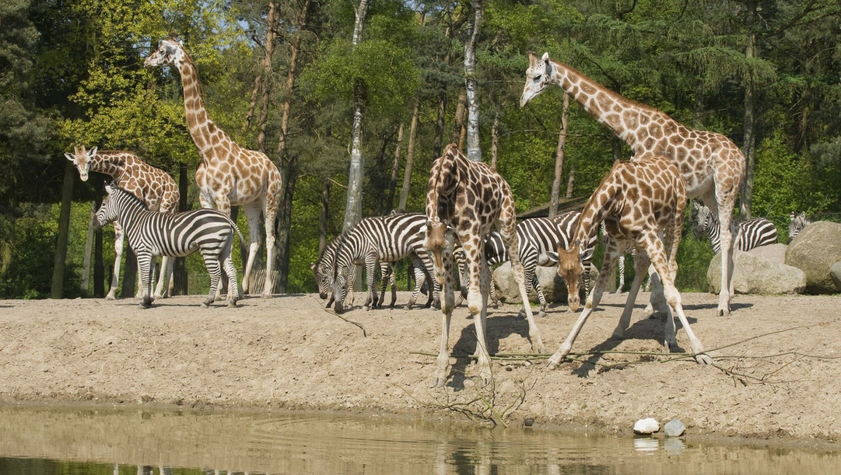 Burgers' Zoo Safari - Giraffen und Zebras