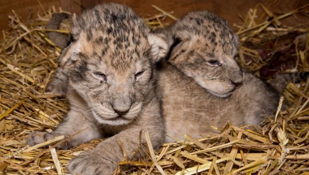 Baby Löwen Burgers Zoo 2020 Augen geschlossen