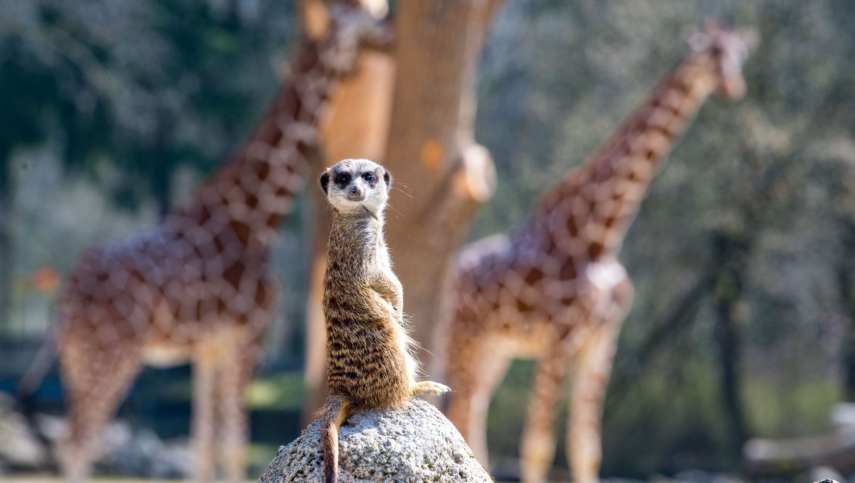 Münchner Tierpark Hellabrunn Erdmännchen Giraffen