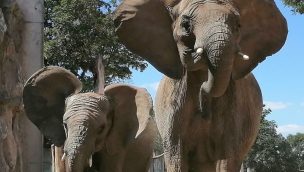 Zoo Halle Serengeti Park Elefanten Panya Ayo