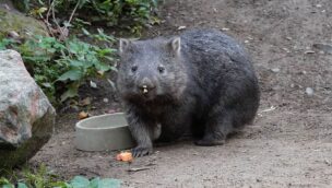Nacktnasenwombat Erlebnis-Zoo Hannover trächtig