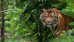 Tiger Zoo d'Amneville