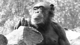 ZOOM Erlebniswelt Schimpanse Sita gestorben