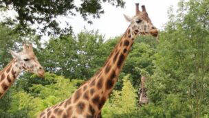 Erlebnis-Zoo Hannover Giraffe Shahni