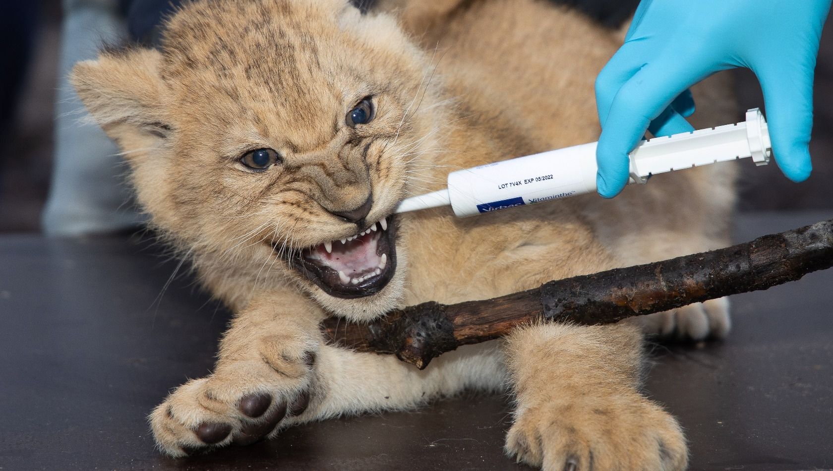 Löwen Impfung Burgers Zoo