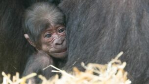 Gorilla Baby Apenheul Affenpark 2021