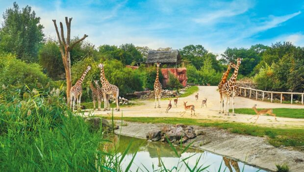 ZOOM Erlebniswelt Giraffen Panorama