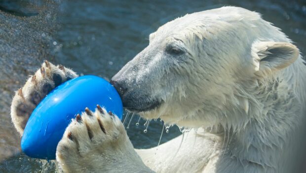 Tierpark Hellabrunn Ostern 2021 Eisbären