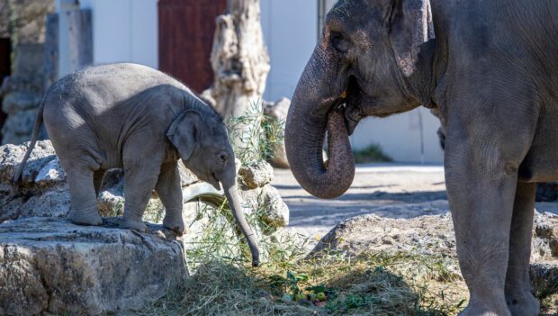 Tierpark Hellabrunn Ostern 2021 Elefanten