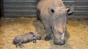 Serengeti-Park Nashorn Kai Nachwuchs 2021 mit Mutter liegend