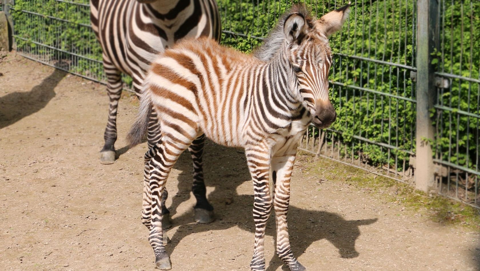 ZOOM Erlebniswelt Fohlen Zebra 2021
