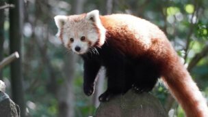 Erlebnis-Zoo Hannover Roter Panda Fine