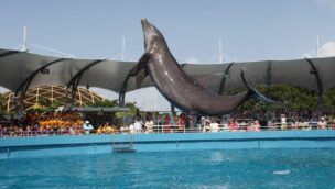 Miami Seaquarium Delphin Show