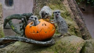 Erdmännchen mit Halloween-Kürbis im Erlebnis-Zoo Hannover