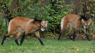 Münchner Tierpark Hellabrunn neue Mähnenwölfe 2021